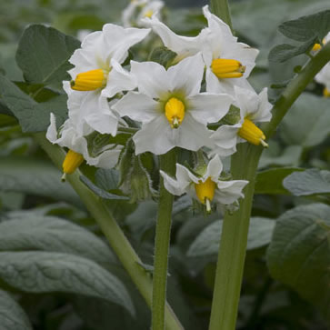 agria potato plants