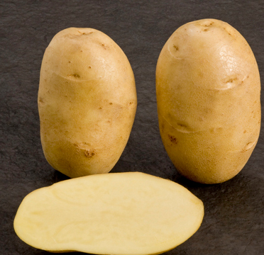 agria potato tuber