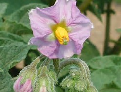 Asterix potato seeds