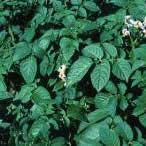 atlantic plants
