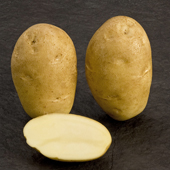 Favorita tuber