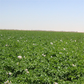 Hermes plants