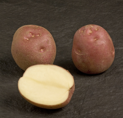 lady rosetta tuber