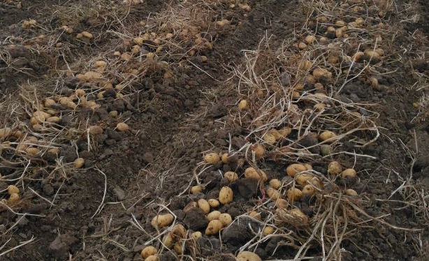 madeleine harvest