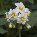 Lady Olympia plant