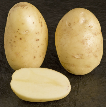 lady olympia tuber