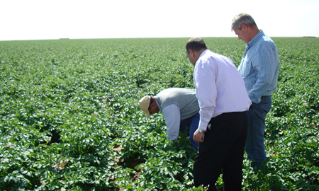 potato field experts