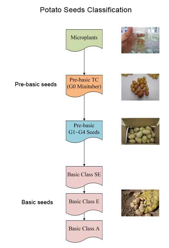 potato seeds classification