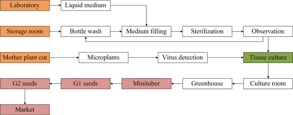 potato seeds production diagram