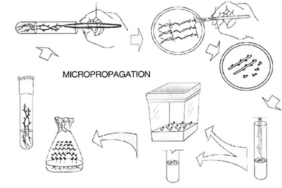 potato microplant propagation
