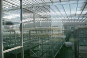 potato microplant culture rack