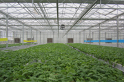 potato minituber plants in greenhouse