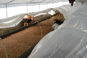 potato microplant transfer