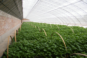potato minituber plants in greenhouse