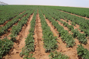 potato field
