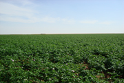 potato planting field
