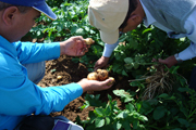 potato experts