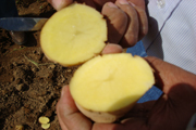 potato hermes g1 seeds