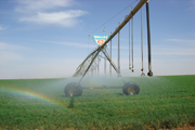 potato field irrigation