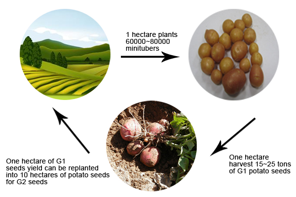 potato minituber yield calculation