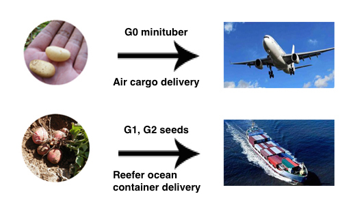 delivery of potato seeds