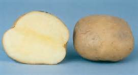 Provento potato tuber