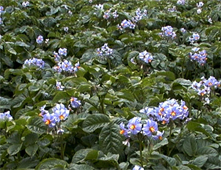 purple potato plants
