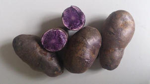 purple potato tuber