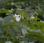 russet burbank plant