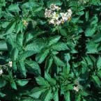 Shepody plant