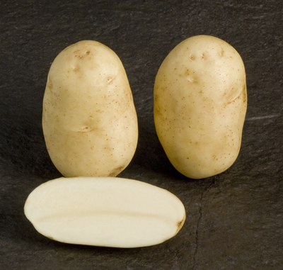 Shepody tuber