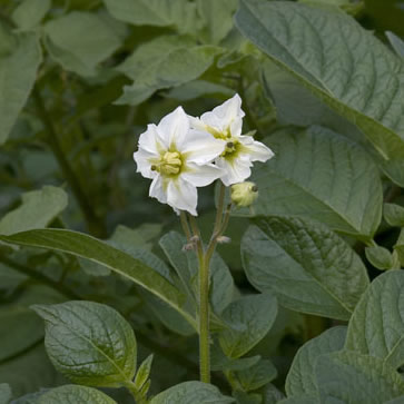 spunta plant